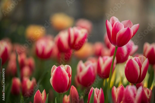 Obraz tulips