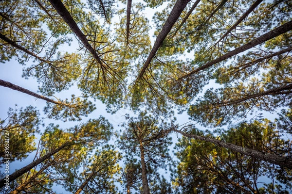 Obraz Looking from ground to top of pine trees.