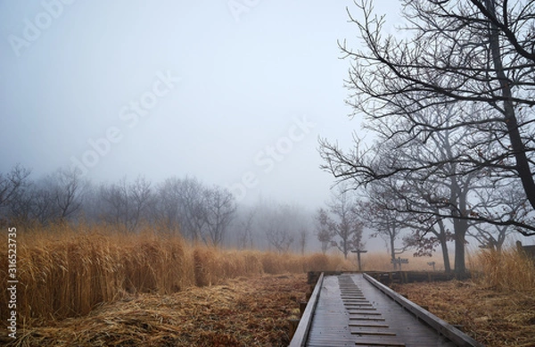 Fototapeta 霧の草原の風景。 大分県長者原で撮影。 阿蘇くじゅう国立公園。