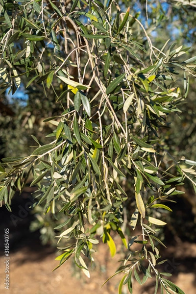 Obraz branches of a tree, olivier