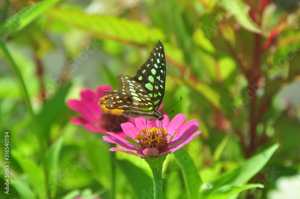 Fototapeta Common jay butterfly green garden