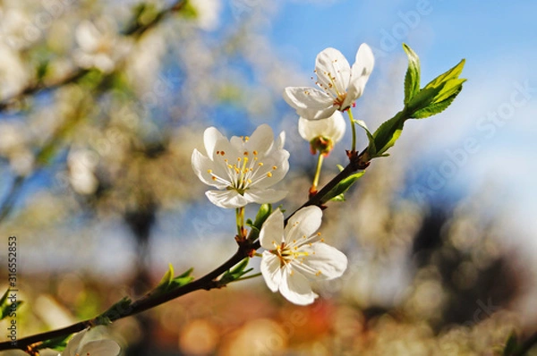 Fototapeta Cherry branch with flowers with delicate white petals on a background of blue sky on a spring day