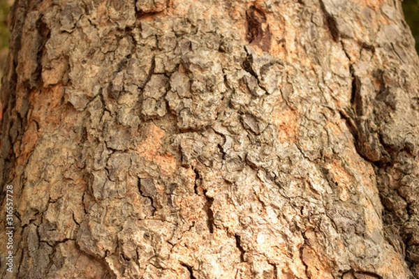 Fototapeta Tree Bark Texture Background Close-Up Image