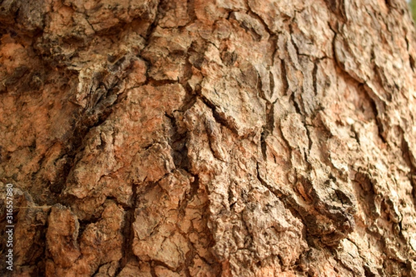 Fototapeta Tree Bark Texture Background Image