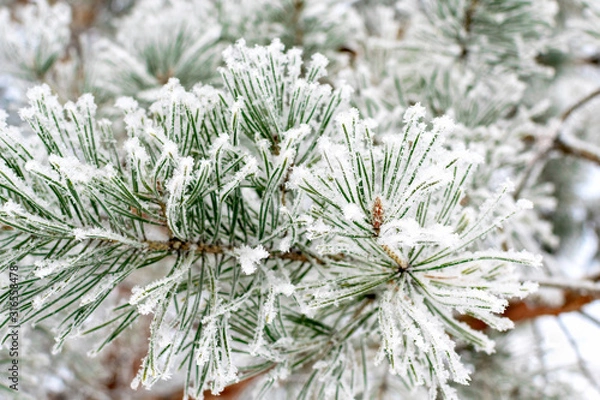 Fototapeta Winter cold background - pine branch with green needles covered with frosty hoarfrost and snow in the forest at sunset in the sunlight. Frozen plants after snowfall close-up.