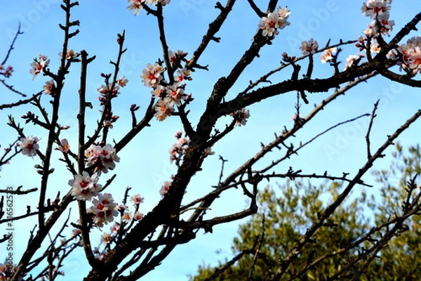 Obraz amandier en fleur