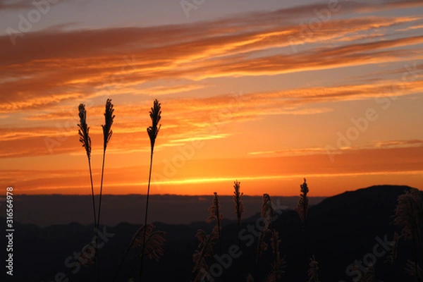 Obraz 曽爾高原　ススキ