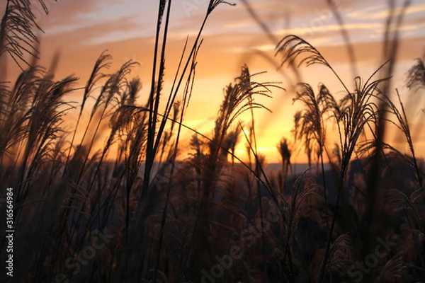 Obraz 曽爾高原　ススキ