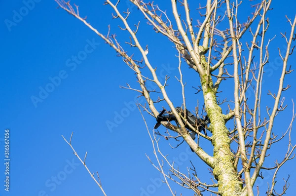 Fototapeta Pocket drone that flew out of control is stuck in tree branches without leaves. clear blue sky with space for text