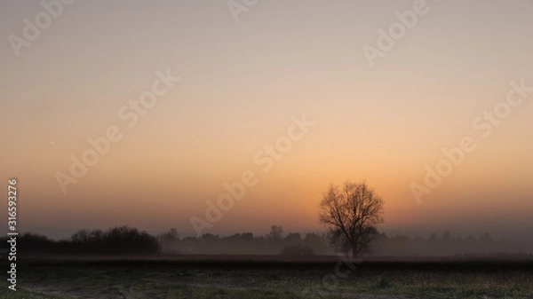 Fototapeta Frog tree