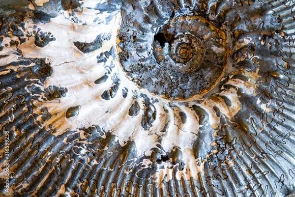 Fototapeta Ammonite Fossil Shell