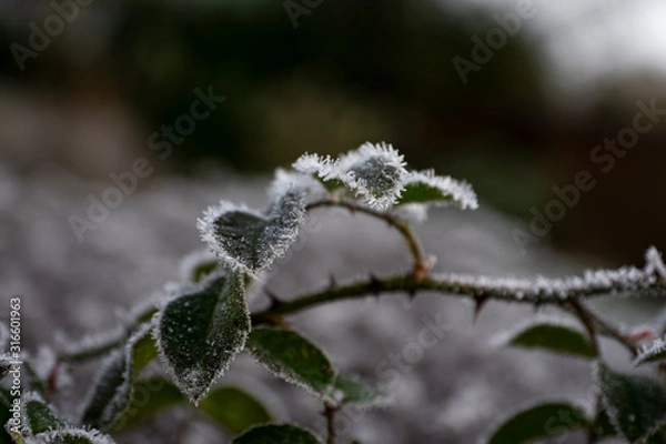 Obraz frozen roses leaves