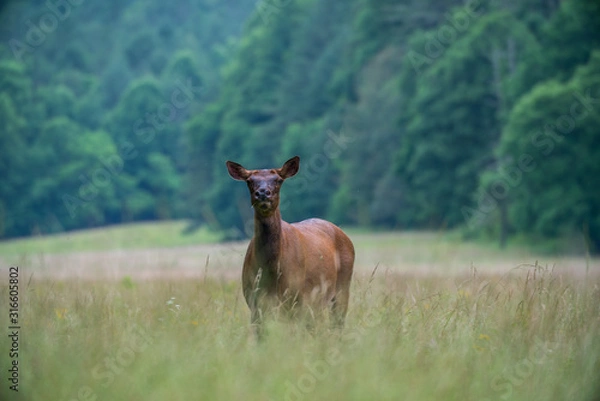 Obraz Curious Elk