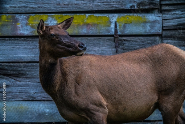 Obraz Curious Elk