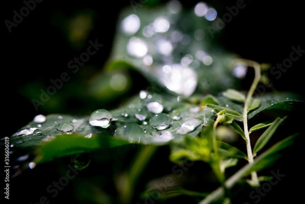 Obraz Resting Water Droplets
