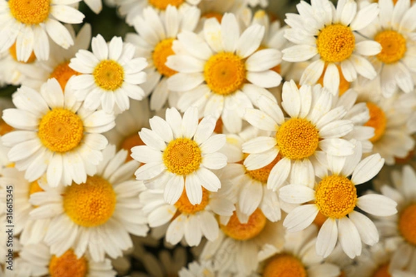 Fototapeta Close up background of chamomile flowers