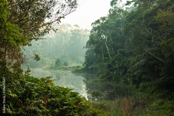Fototapeta Pristine untouched primary forest of Andasibe - Mantandia National Parc, Madagascar