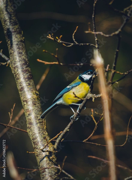 Obraz bird on a branch