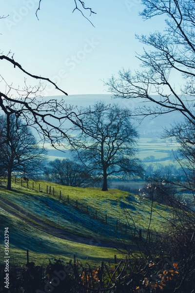 Obraz trees in forest