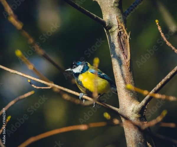 Obraz great blue tit