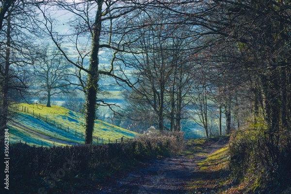 Obraz morning in the forest