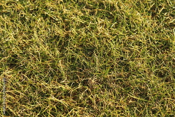 Fototapeta Flat grass