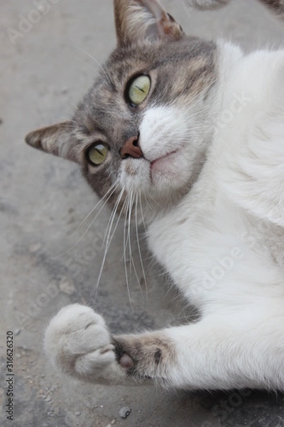 Fototapeta cat's paw