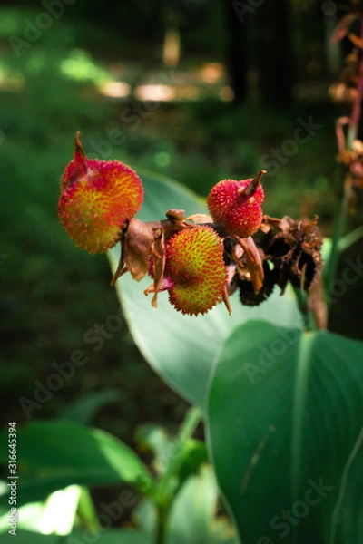 Fototapeta Red Horns