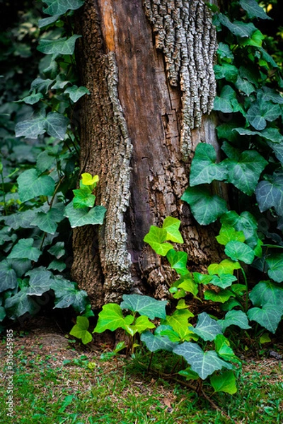 Fototapeta Trunkland