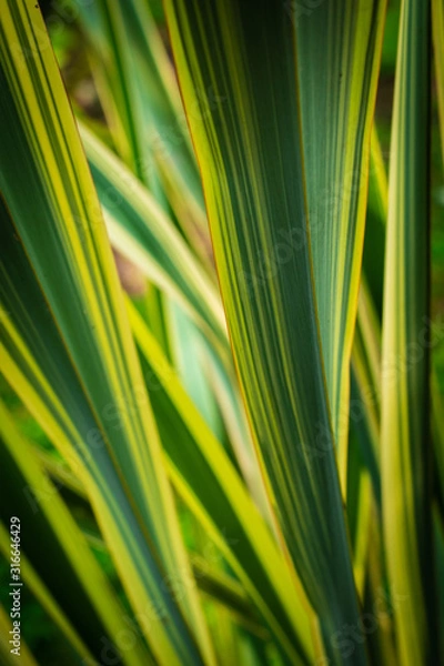 Obraz Green & Yellow