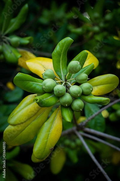Fototapeta Greenllow