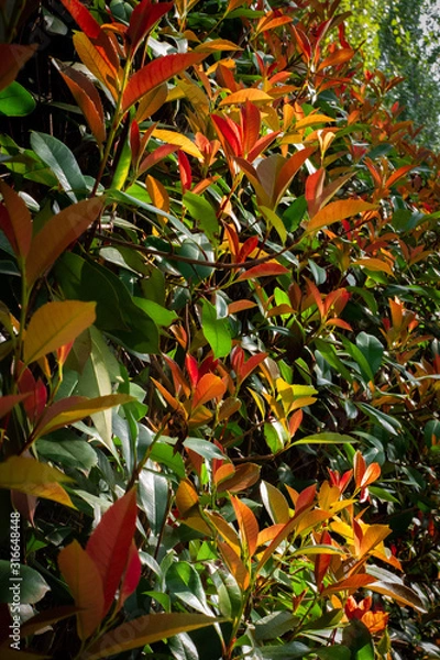 Fototapeta Orang Leafs