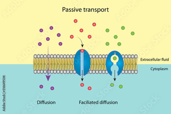 Obraz Passive transport