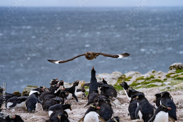 Obraz ペンギン ペブル島 フォークランド諸島 Pebble Island