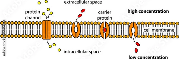 Obraz facilitated diffusion cell membrane diagram