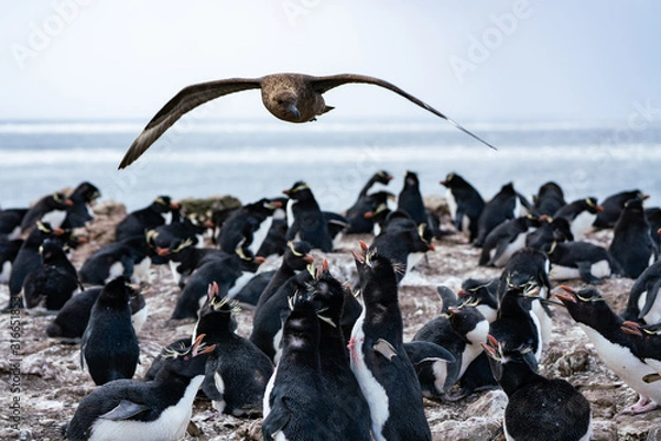 Obraz ペンギン ペブル島 フォークランド諸島 Pebble Island