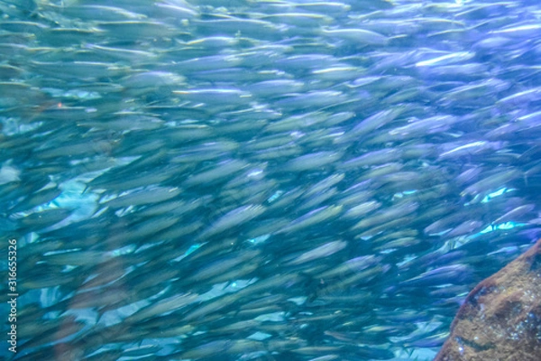 Fototapeta 水族館の水槽を群れで泳ぐカタクチイワシ