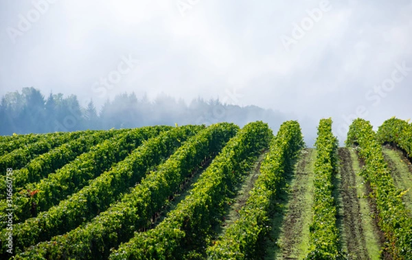 Obraz Sun and shadow play over lush green rows of grapevines in an Oregon vineyard, fog softening a view of trees in the background. 
