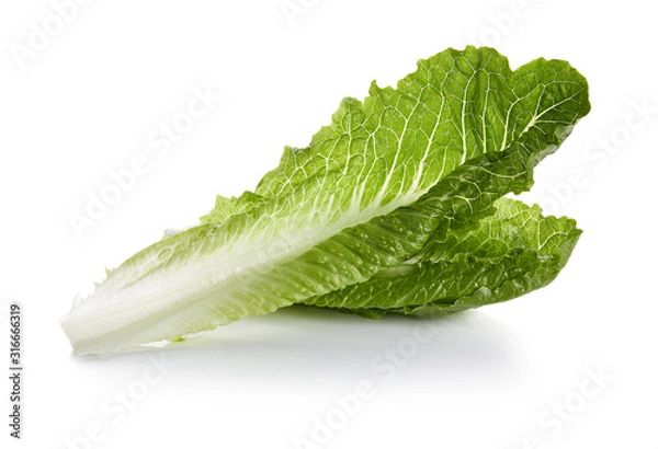 Obraz Romaine Lettuce