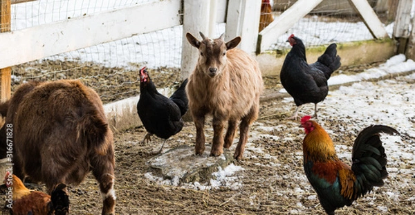 Fototapeta Cute dwarf goat surrounded by chickens looking at the camera. Beautiful farm animals at petting zoo.