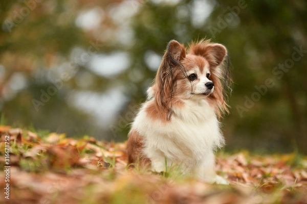Fototapeta ミックス犬