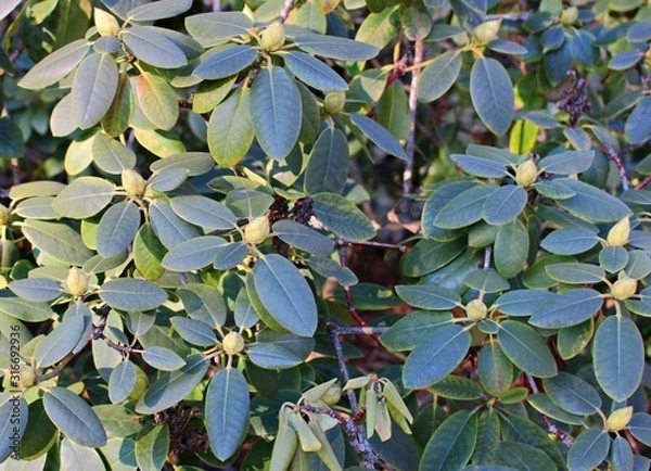 Fototapeta Green buds on rhododendron bushes in the early spring warm days