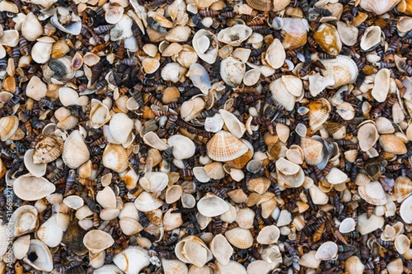 Fototapeta The shells on the beach.