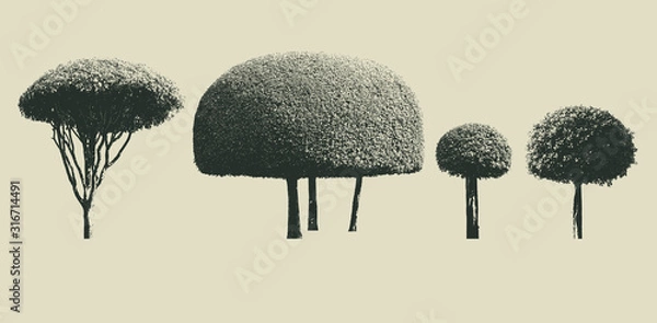 Fototapeta set of dwarfed trees silhouette. high contrast style : vector 