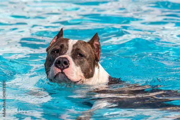 Fototapeta dog swimming in the pool, natural instinct