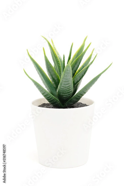 Fototapeta Cactus in white pot isolated on white background with clipping path