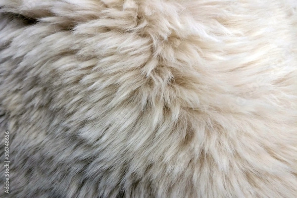 Obraz Background long wool white color, texture