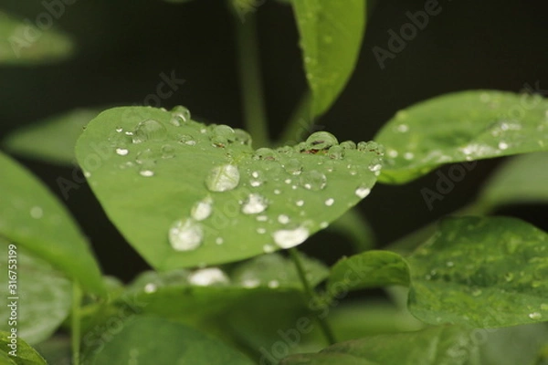 Fototapeta Close up shot of water drops on the single or lot of green leafs on the garden, rain drops on the single or lot of green leafs in the garden