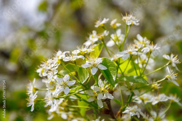 Obraz The branch of blossom cherry tree in a sunny spring garden
