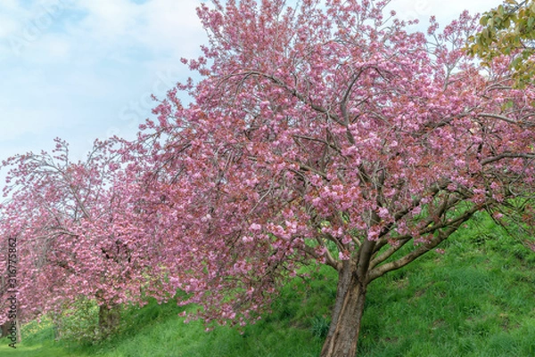 Fototapeta Cherry trees.